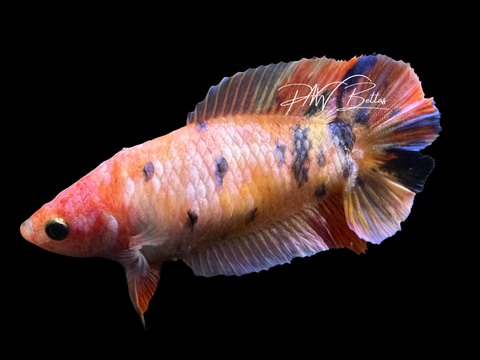 Candy DTPK Female Betta | F4007