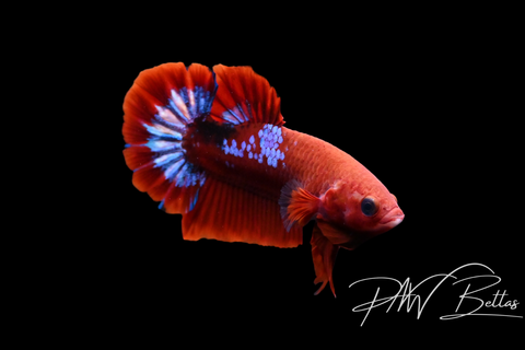 Hellboy HMPK Male Betta | 5150