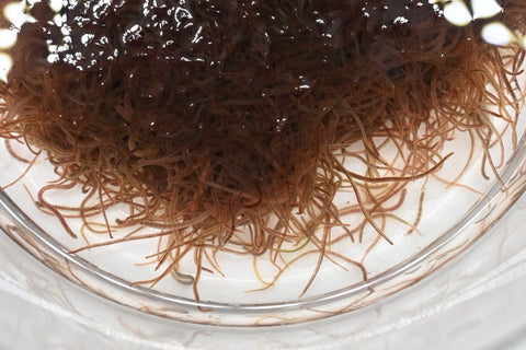 1/2 lb Live Blackworms - Free Shipping - Arrive Alive Guarantee!