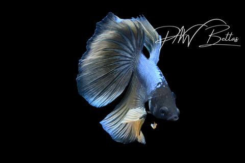 Mustard Delta Male Betta | M5118