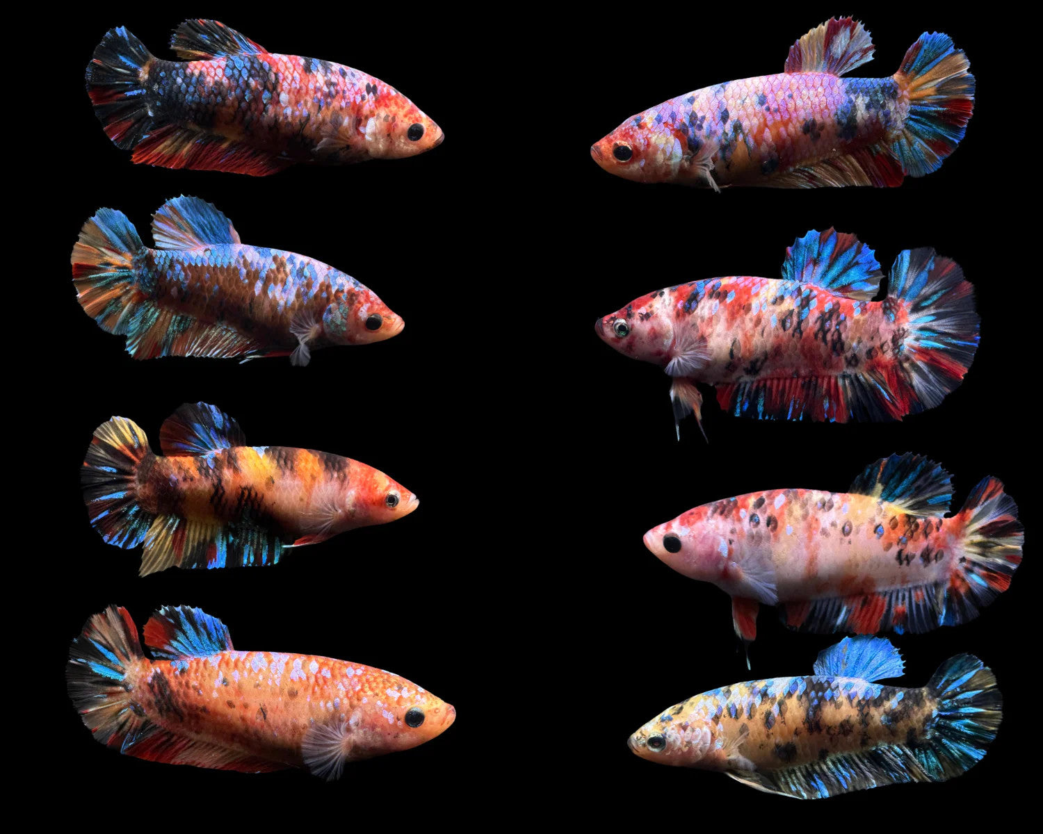 Giant Betta Sorority Mystery Box – PNW Bettas