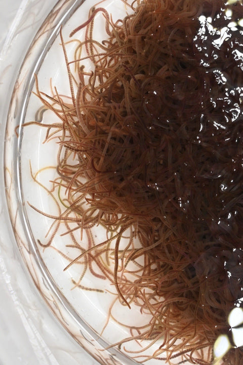 1/2 lb Live Blackworms - Free Shipping - Arrive Alive Guarantee!