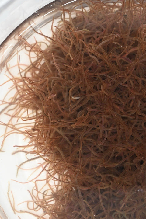 1/4 Cup Live Blackworms - Free Shipping - Arrive Alive Guarantee!