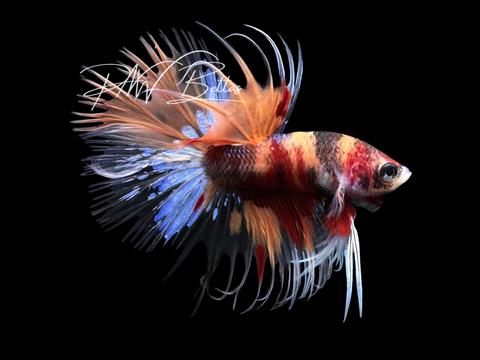 Marble Crowntail Male Betta | M3012