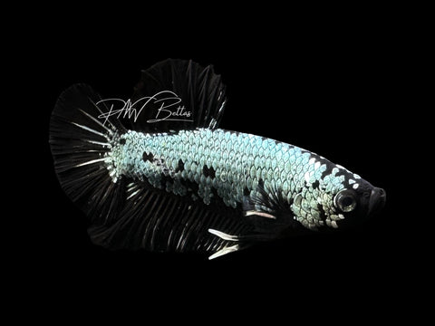 Black Dragon HMPK Male Betta | M4026