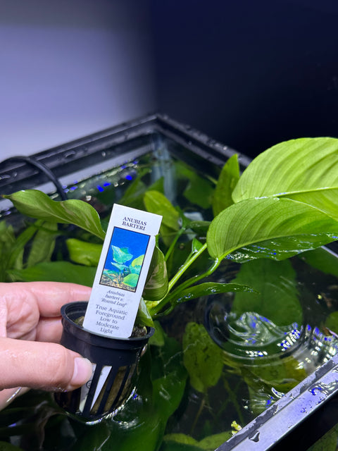 Anubias barteri | Potted