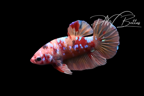 Nemo Galaxy HMPK Male Betta | M5119
