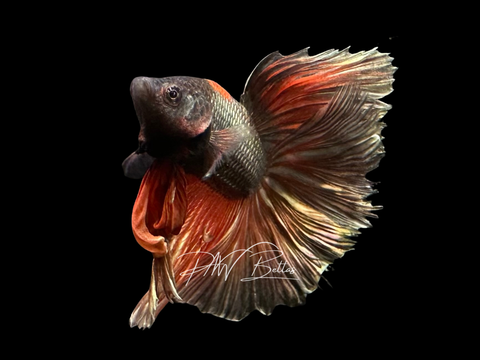 Red Copper Halfmoon Male Betta | M3057