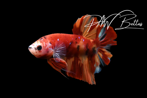 Nemo HMPK Male Betta | 51612