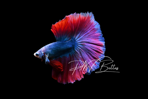 Mascot Halfmoon Male Betta | M5017