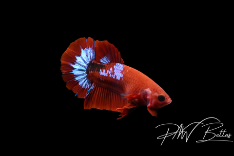 Hellboy HMPK Male Betta | 5150
