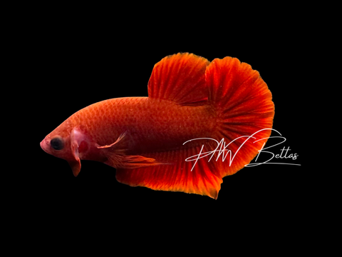 Red HMPK Male Betta | M3011