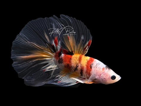 Nemo Copper HM Male Betta | M2619