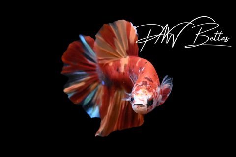 Nemo HMPK Male Betta | 51612