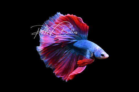 Mascot Halfmoon Male Betta | M5017
