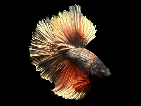 Red Copper Halfmoon Male Betta | M3057