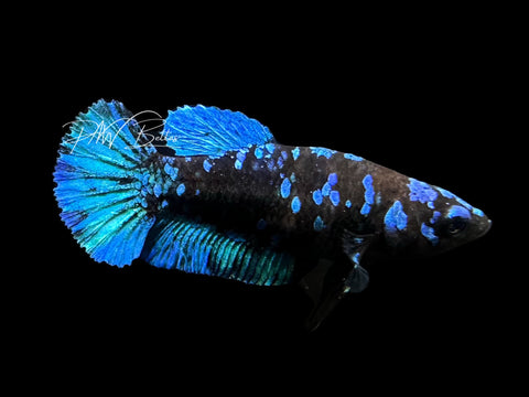 Avatar HMPK Female Betta | F2306