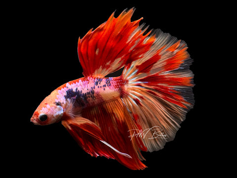 Candy Halfmoon Male Betta | M2464