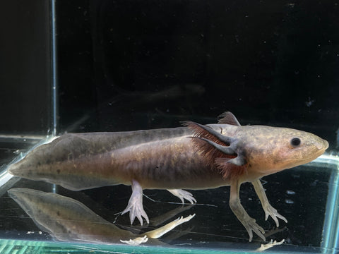 Juvenile Dark Axanthic Axolotl | A0039