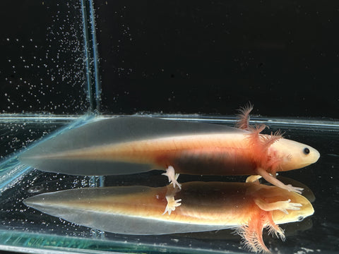 Juvenile Leucistic (Lucy) Axolotl | A0028
