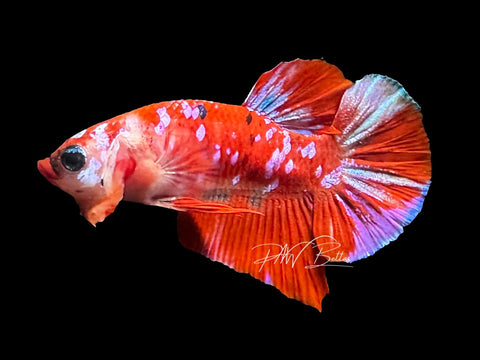 Red Galaxy HMPK Male Betta | M2872