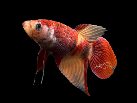 Nemo Veiltail Female Betta | F1679