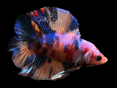 Candy DTPK Male Betta | M2843