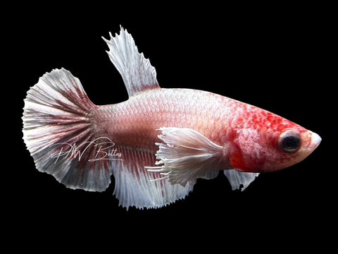 Dumbo Halfmoon Female Betta | F1728