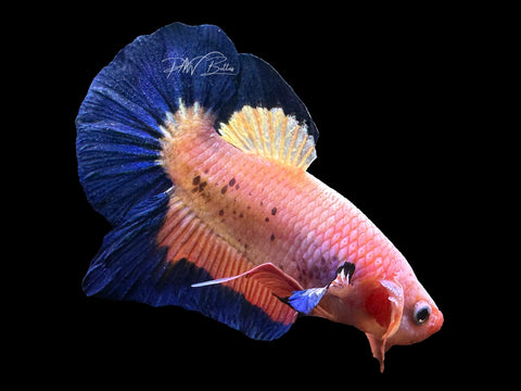 Fancy Rim HMPK Male Betta | M2578