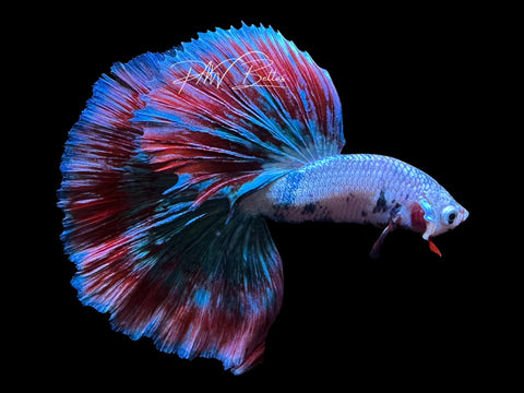 Fancy Marble Halfmoon Male Betta | M2860