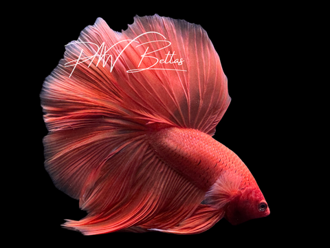 Steve | Super Orange Halfmoon Male Betta