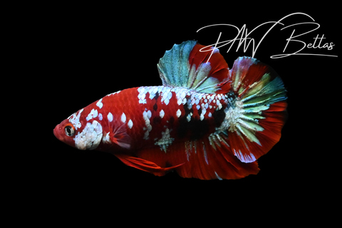 Red Koi Galaxy HMPK Male Betta | 5200