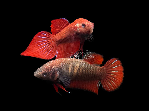 Hybrid Red Wild Type Pair | P2