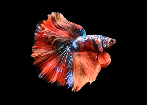 Koi Halfmoon Male Betta | 5217