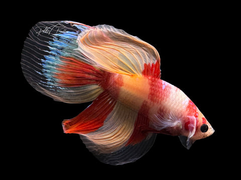 Nemo VT Male Betta | M2582