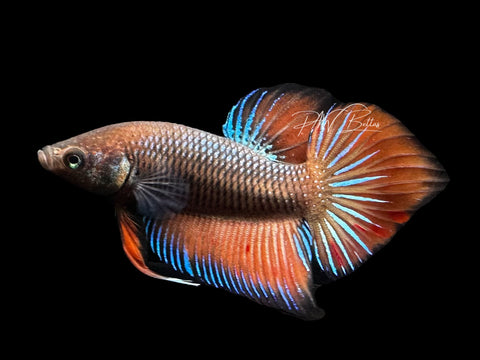Hybrid Wild Type Plakat Male Betta | M2879