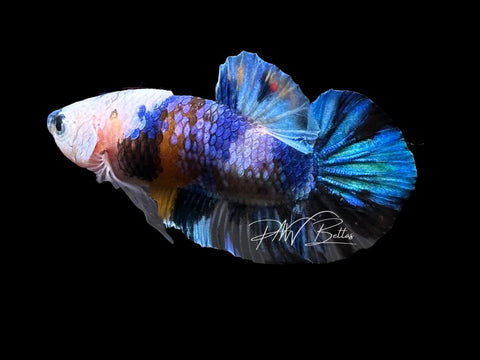 Yellow Galaxy HMPK Male Betta | M3089