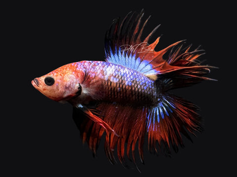 RARE Marble DTCT Male Betta | M2580