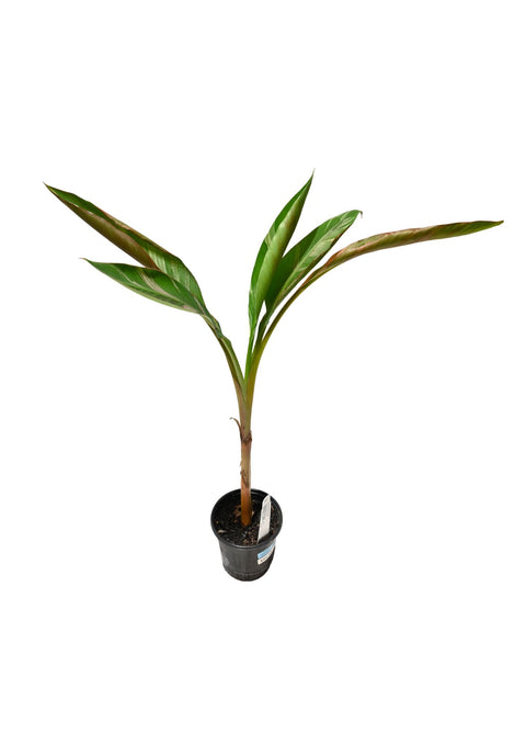 Musa Nono Pink Banana Plant 4”