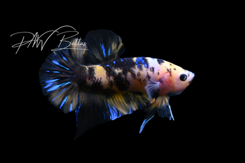 Yellow Koi HMPK Male Betta | M5041