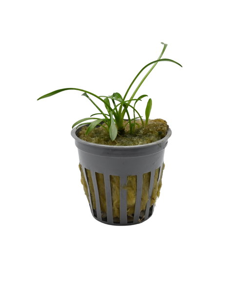 Cryptocoryne Parva