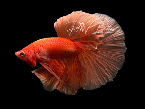 Super Orange Halfmoon Male Betta | M3032