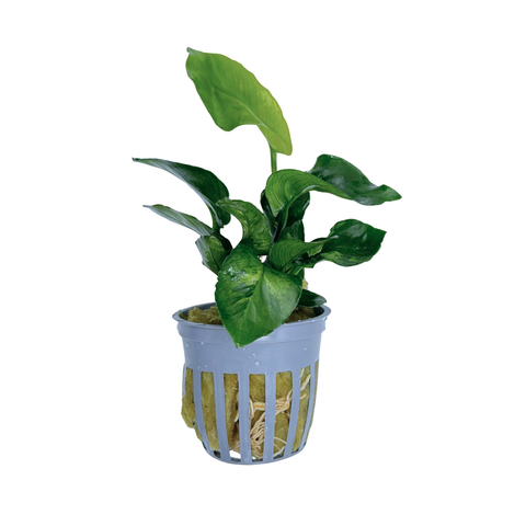 Betta Plant Pack