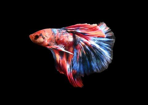 Koi Halfmoon Male Betta | 5185