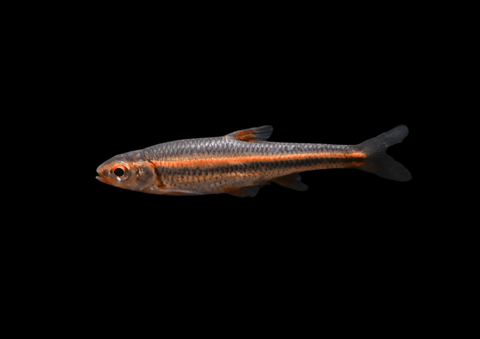 Rainbow Shiner