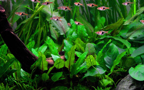 Cryptocoryne wendtii 'Green' | Tissue Culture