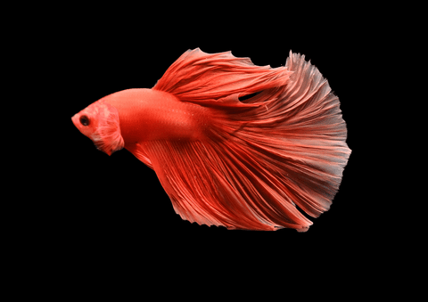 Super Orange Halfmoon Male Betta | 5282