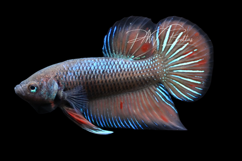 Wild Type Hybrid Plakat Male Betta | M2900