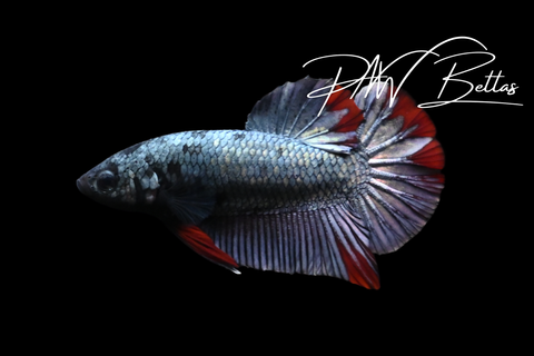 Copper HMPK Male Betta | 5152