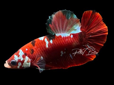 Red Galaxy HMPK Male Betta | M4010